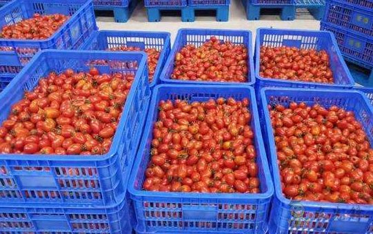 不來嘗嘗看 物聯(lián)網(wǎng)種出“網(wǎng)紅小番茄”