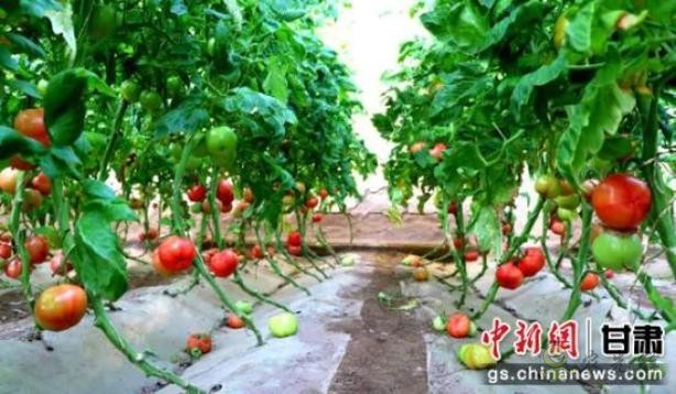 蘇武現代農業產業園內"農旅融合",農民"賣"風景增收添新徑