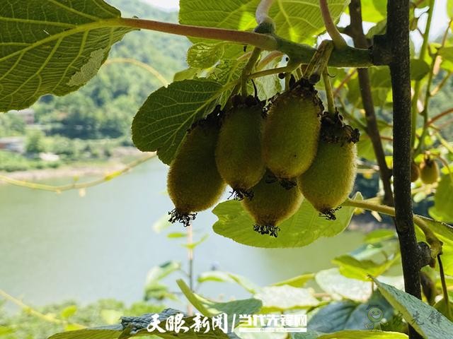 貴陽：大數據讓農戶嘗到了智慧農業的&ldquo;甜頭&rdquo;