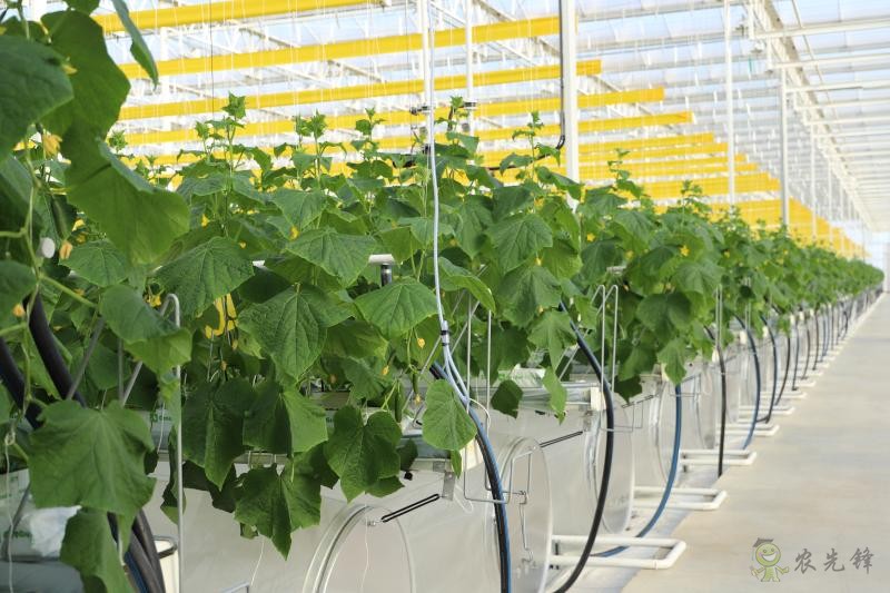 現(xiàn)代農業(yè)