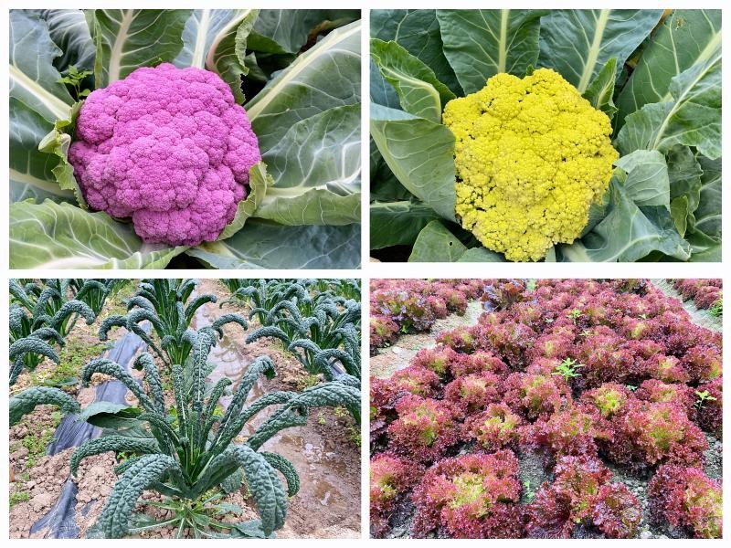 現(xiàn)代農業(yè)