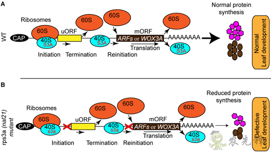 水稻葉片的寬窄,由這個核糖體蛋白來調控