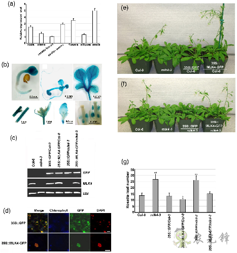 植物開花早晚是如何被精準調(diào)控的?