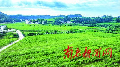 儀隴:發展現代農業 引領鄉村振興