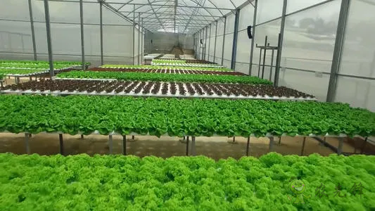 楊東霞:育種原始創新需要法治護航