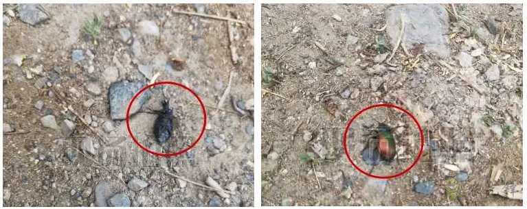 新疆 4 萬(wàn)畝楊樹林蟲害爆發(fā),極飛農(nóng)業(yè)無(wú)人機(jī)升空阻擊