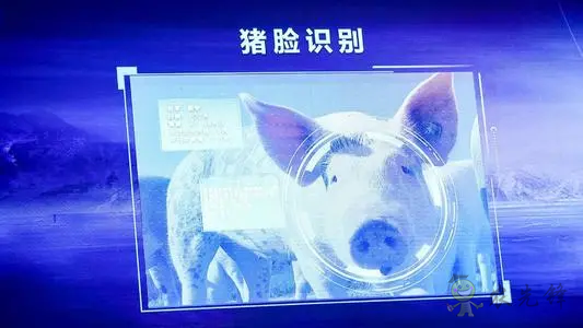 華為養(yǎng)豬帶來的效應(yīng),AI+視覺技術(shù)正推進(jìn)智慧農(nóng)業(yè)