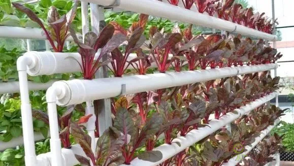 無土栽培:讓農業告別“靠天吃飯”