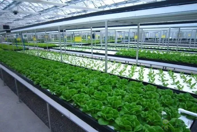 無土栽培:讓農業告別“靠天吃飯”