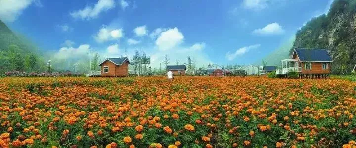 當代中國農業轉型技術選擇之爭:化學化？轉基因？