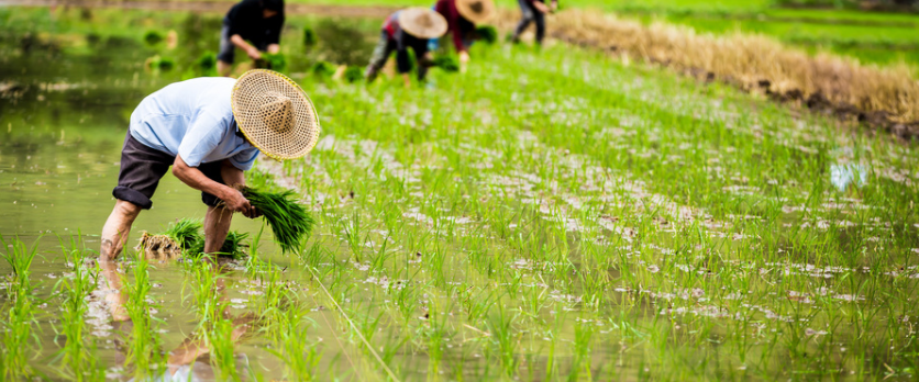 農業物聯網的作用?農業物聯網都應用在哪?