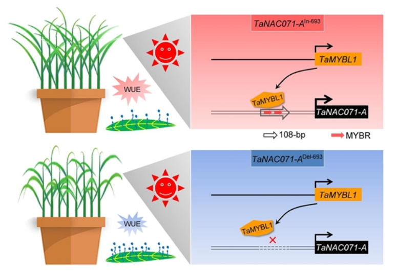 康振生院士團隊最新研究成果可提高小麥苗期抗旱性