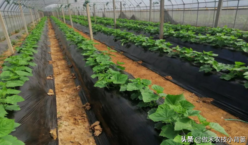 農(nóng)作物起壟種植有哪些好處？起壟時(shí)如何確定最佳壟高？