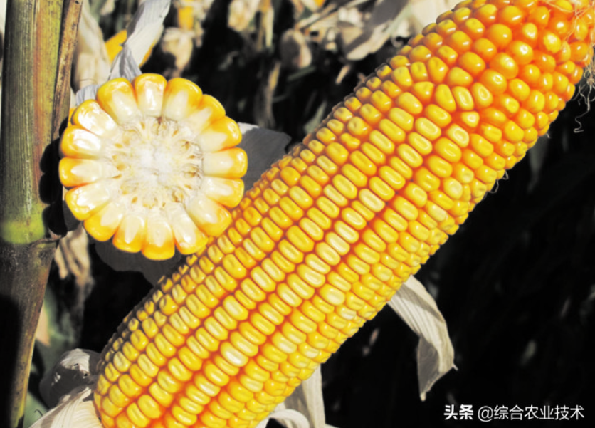 紅軸品種高產(chǎn)呢還是白品種高產(chǎn)?