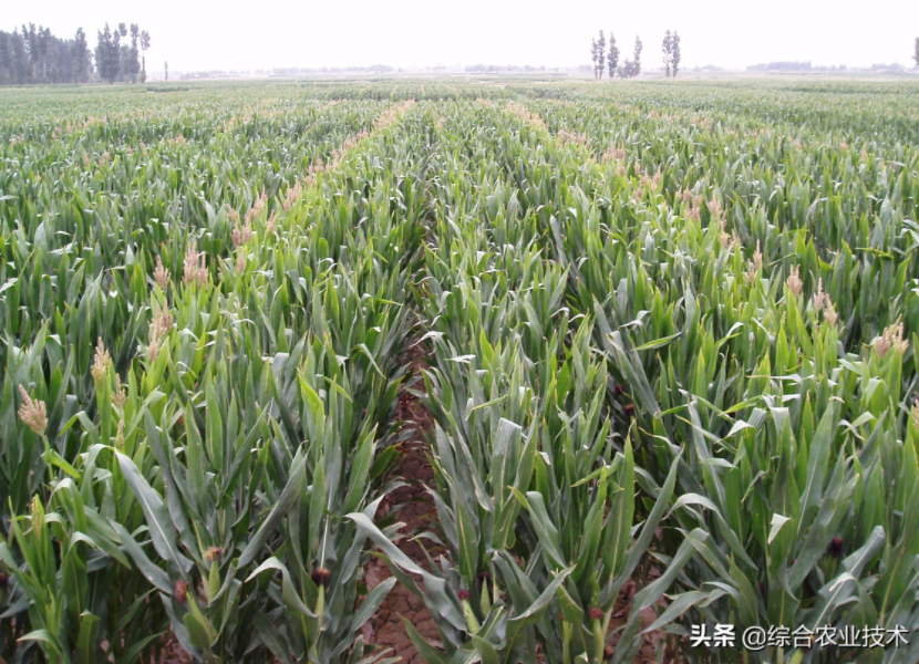 紅軸品種高產(chǎn)呢還是白品種高產(chǎn)?