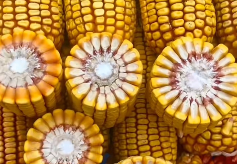 紅軸品種高產(chǎn)呢還是白品種高產(chǎn)?