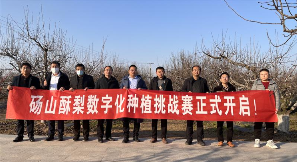 安徽碭山啟動(dòng)“酥梨種植挑戰(zhàn)賽”