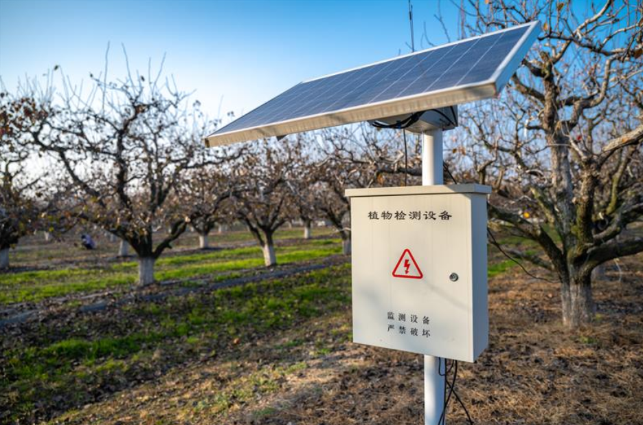 安徽碭山啟動(dòng)“酥梨種植挑戰(zhàn)賽”
