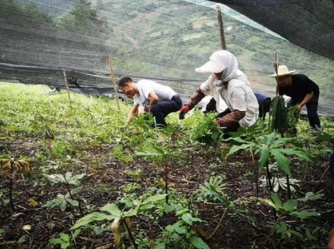 甘肅移動：“5G技術(shù)”進藥田，智慧農(nóng)業(yè)“顯身手”