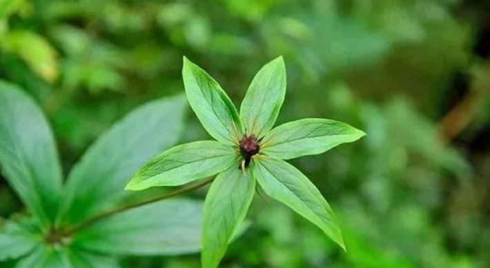 甘肅移動：“5G技術(shù)”進藥田，智慧農(nóng)業(yè)“顯身手”