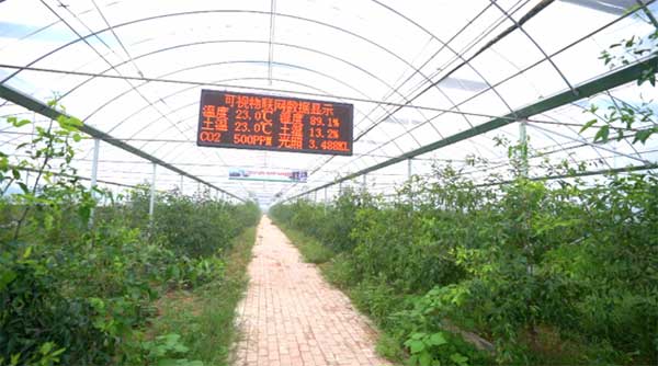 齊魯靈秀地 品牌農產品:智慧大棚里的沾化冬棗