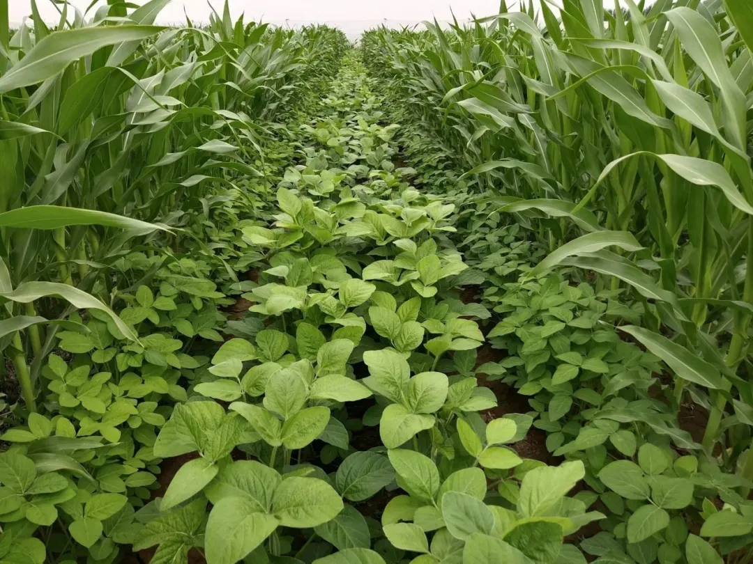 唐仁健部長多次提到的“玉米大豆帶狀復合種植技術”是什么?