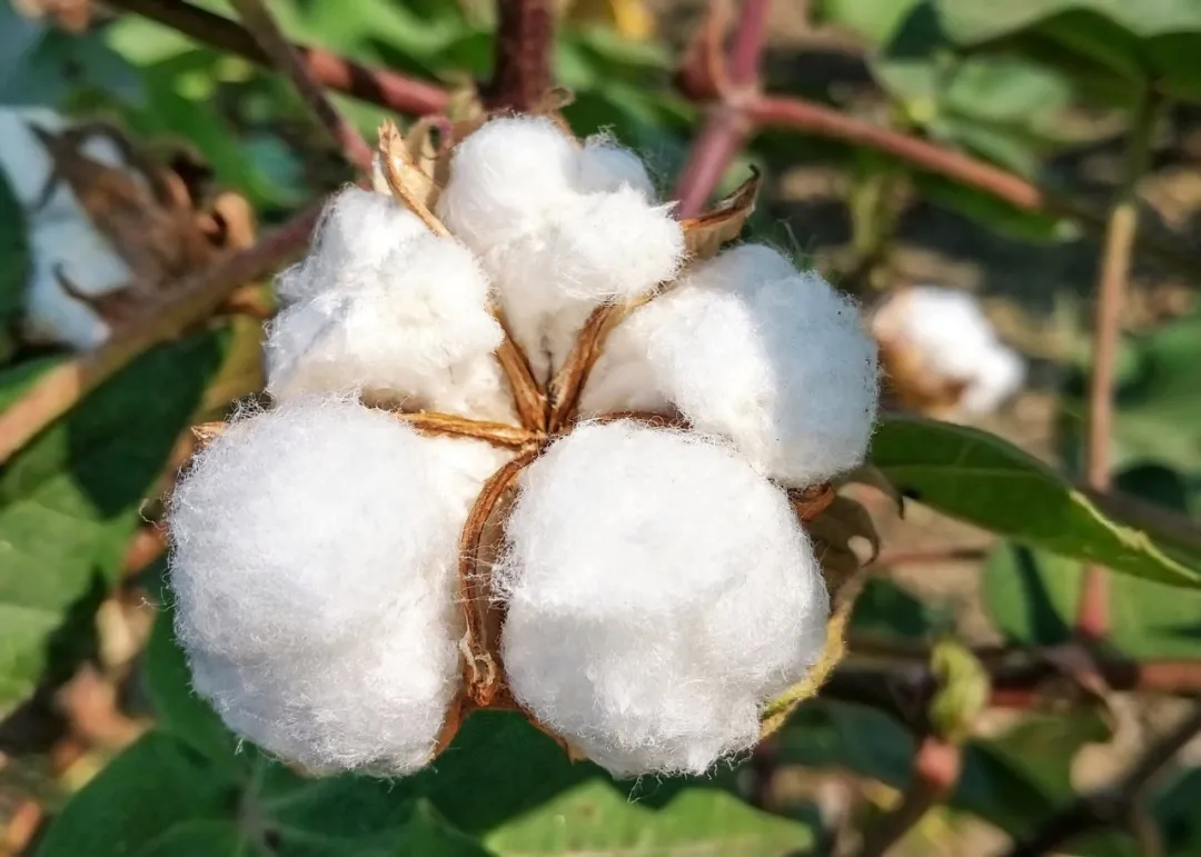 新疆數(shù)字棉花：人工智能與現(xiàn)代農業(yè)的完美結合
