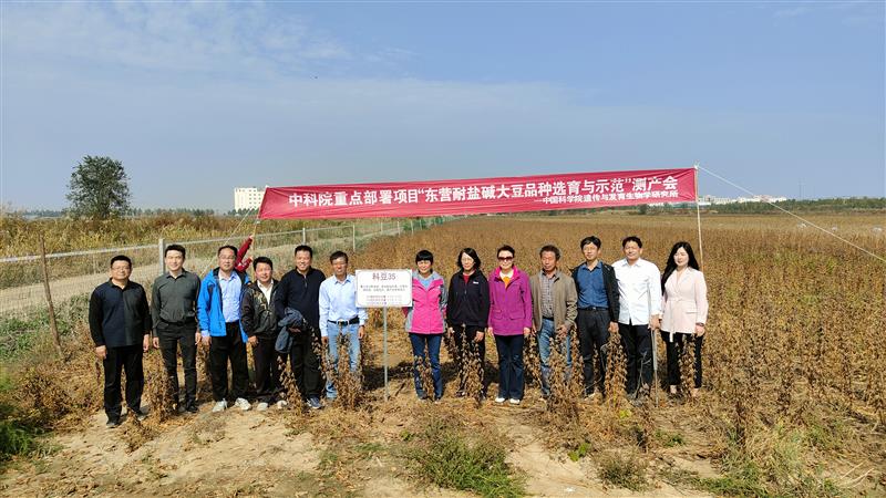 耐鹽大豆新品系完成實收測產 畝產達270公斤以上 耐鹽大豆新品系完成實收測產 畝產達270公斤以上