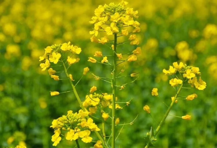 《國家農作物優(yōu)良品種推廣目錄（2023年）》| 油菜品種簡介