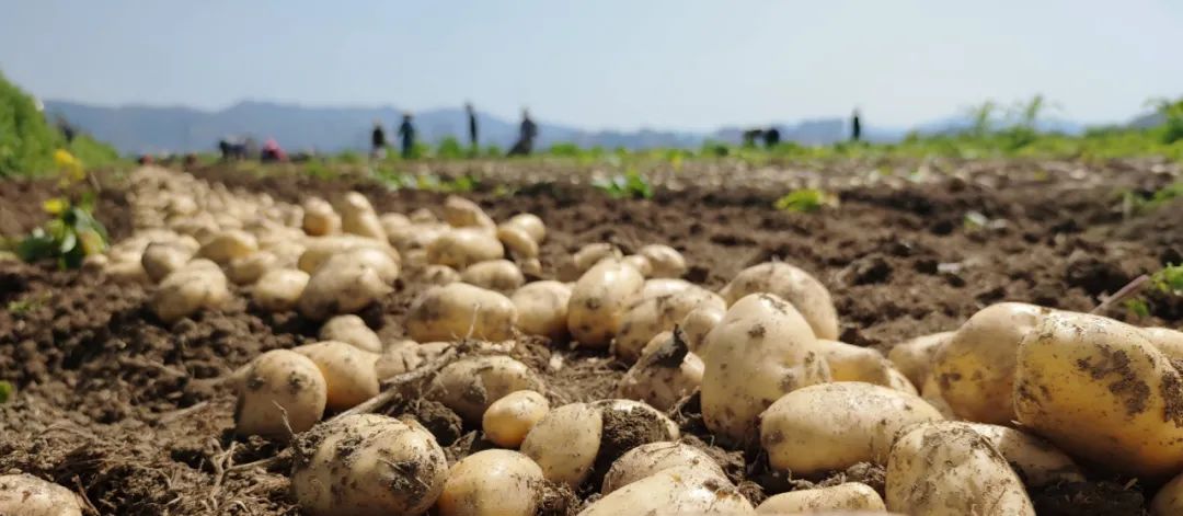 《國(guó)家農(nóng)作物優(yōu)良品種推廣目錄（2023年）》| 馬鈴薯品種簡(jiǎn)介