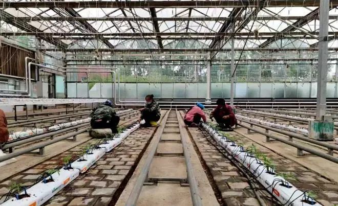 中國工程院院士、中國農(nóng)業(yè)大學(xué)教授張福鎖：科技小院為什么行？