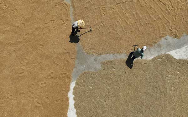 耕好“無(wú)形糧田”——從夏糧主產(chǎn)區(qū)看“全鏈條節(jié)糧減損”路徑 耕好“無(wú)形糧田”——從夏糧主產(chǎn)區(qū)看“全鏈條節(jié)糧減損”路徑