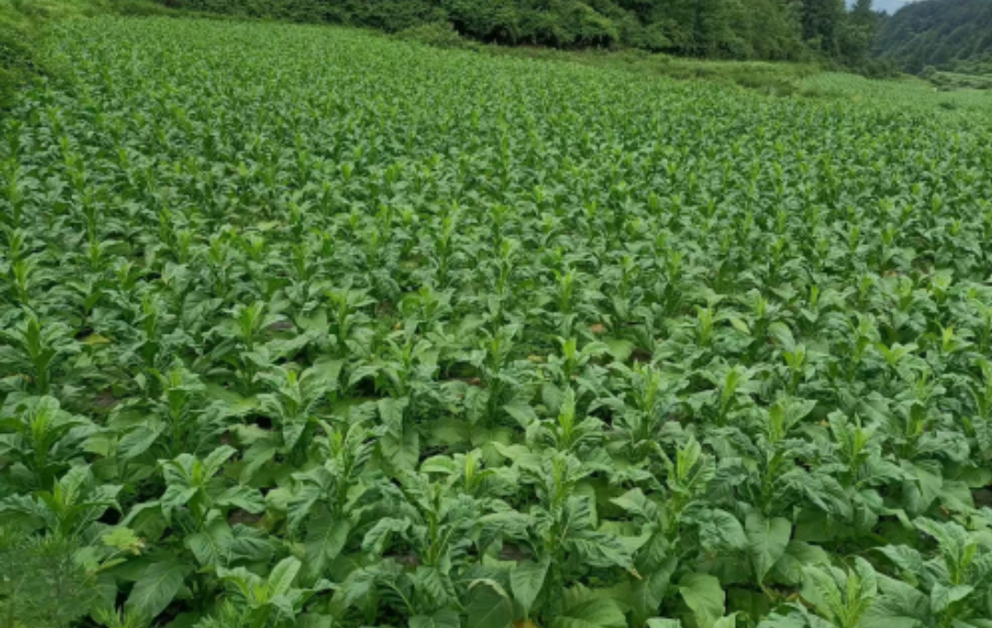 蟲子養出新技術 綠色防治助生產 蟲子養出新技術 綠色防治助生產