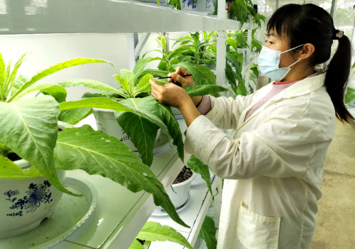 蟲子養出新技術 綠色防治助生產 蟲子養出新技術 綠色防治助生產