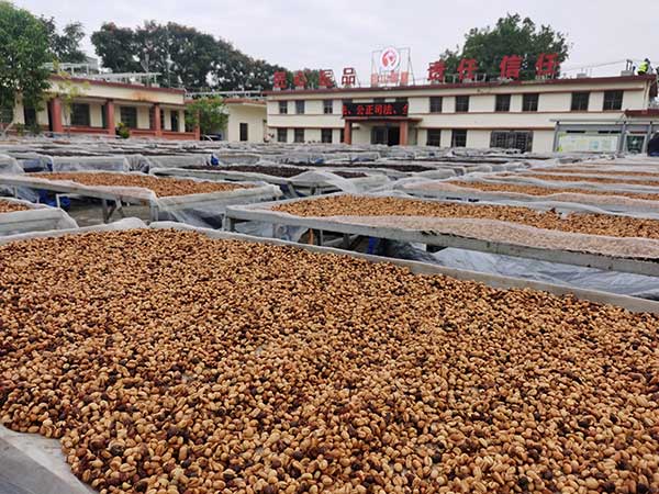 海墾母山咖啡廠對咖啡豆進行日曬處理 海墾母山咖啡廠對咖啡豆進行日曬處理