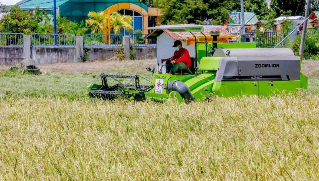 中國雜交稻在菲律賓大面積種植,圖為菲律賓農民正在收割成熟的雜交水稻 中國雜交稻在菲律賓大面積種植,圖為菲律賓農民正在收割成熟的雜交水稻