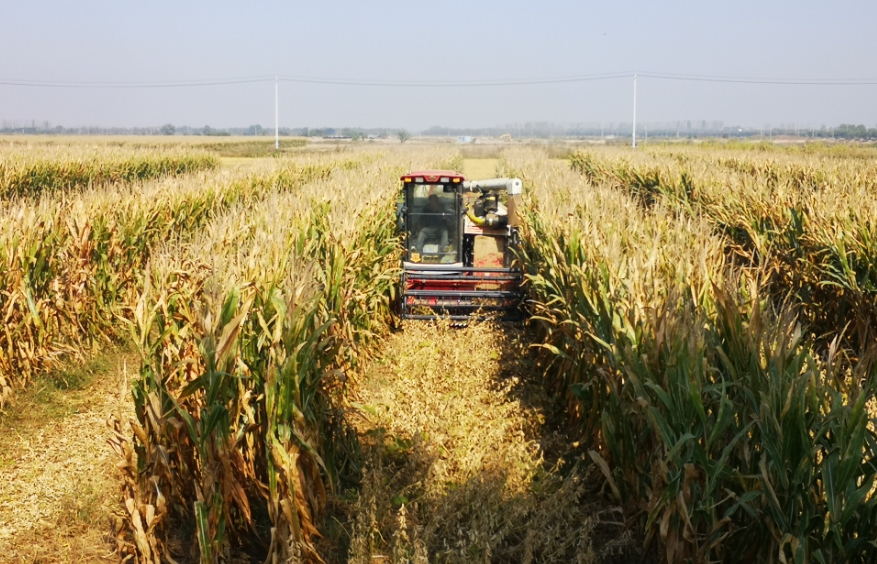 河南洛陽:大豆玉米帶狀復(fù)合種植成效顯著 河南洛陽:大豆玉米帶狀復(fù)合種植成效顯著
