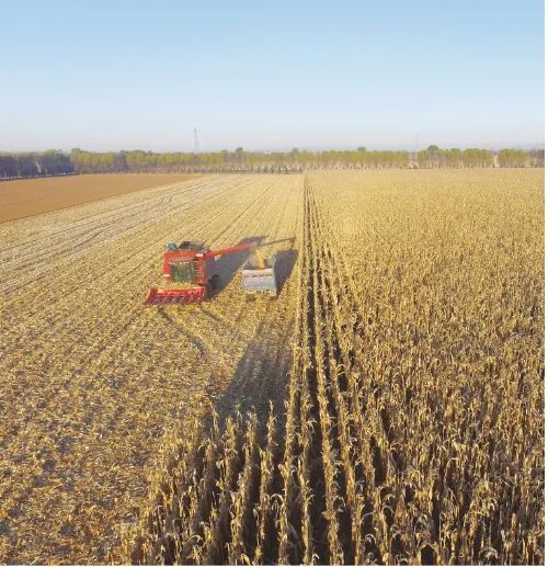 用更少水 打更多糧！節水增糧技術助力秋糧豐收