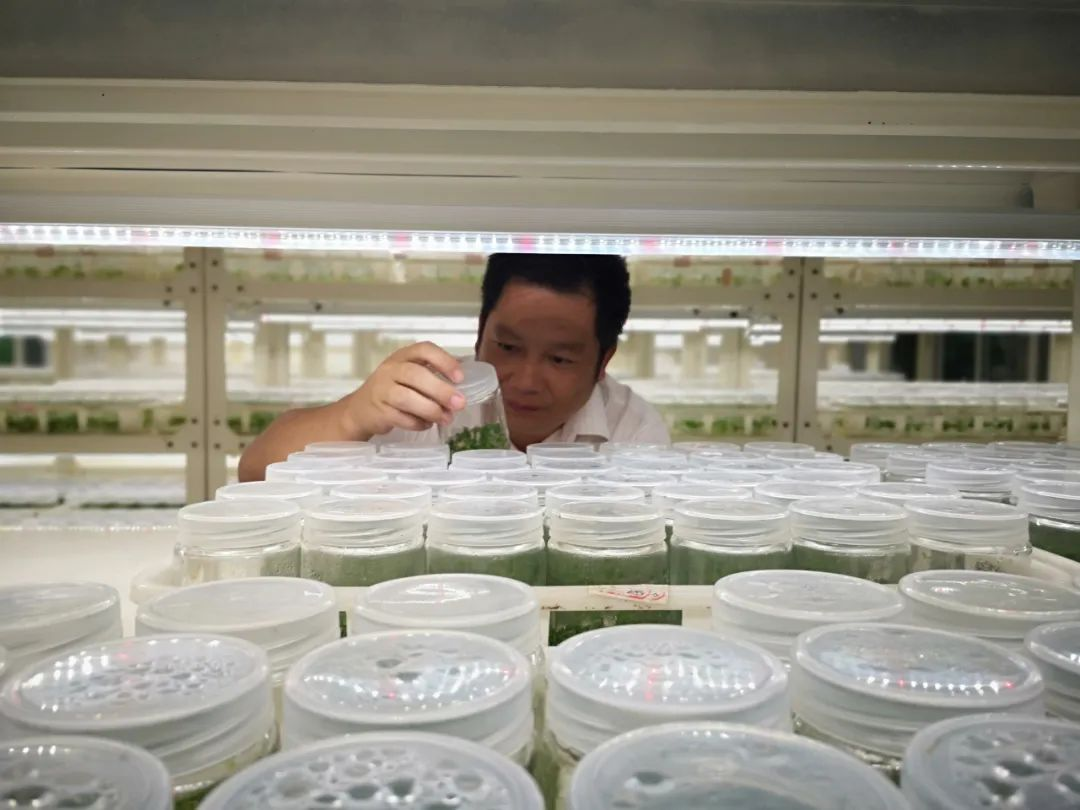 如何讓橡膠園生態(tài)種植更生“金” 如何讓橡膠園生態(tài)種植更生“金”